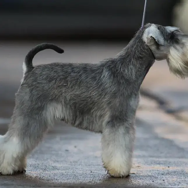 Schnauzer (Miniature)
