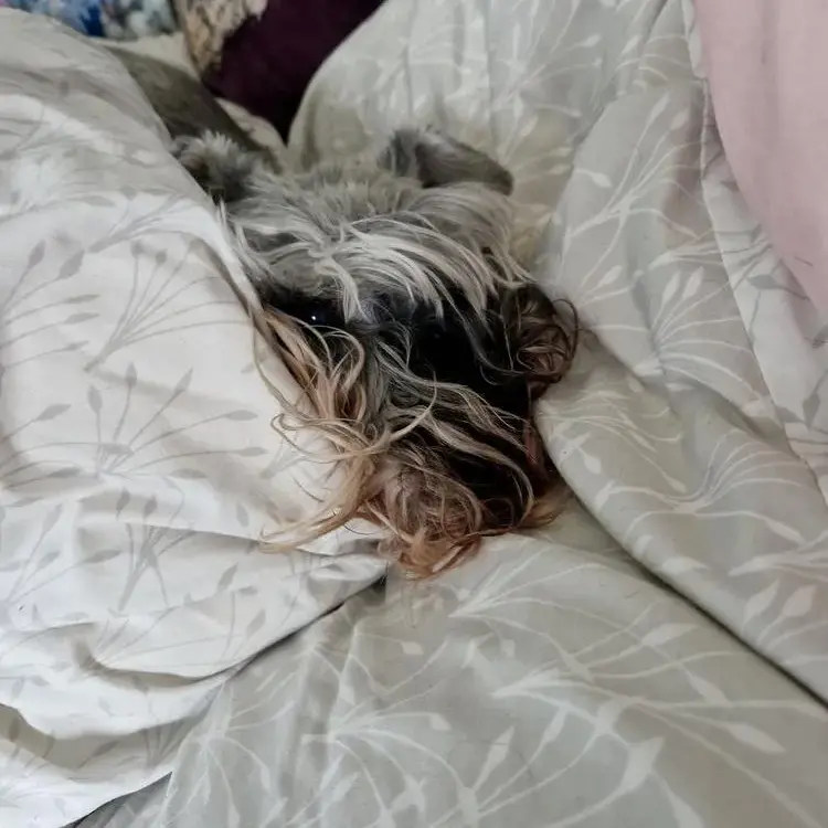 Schnauzer (Miniature)