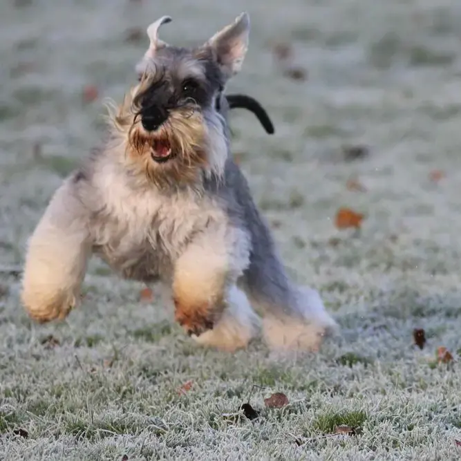 Schnauzer (Miniature)