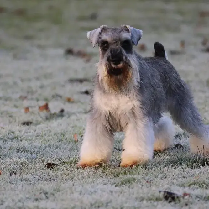 Schnauzer (Miniature)
