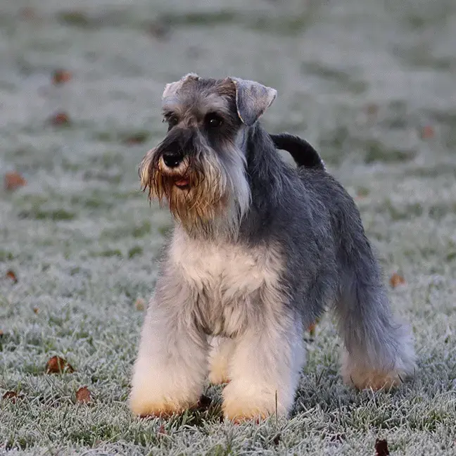 Schnauzer (Miniature)