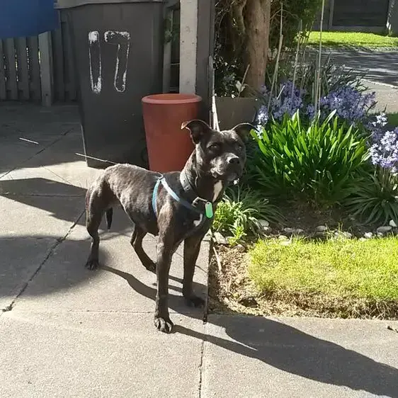 Staffordshire Bull Terrier