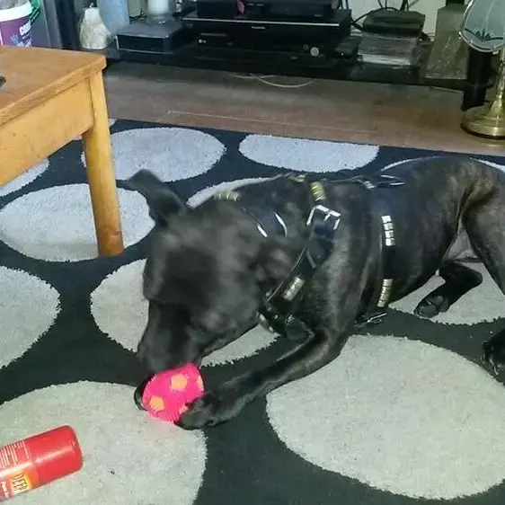 Staffordshire Bull Terrier