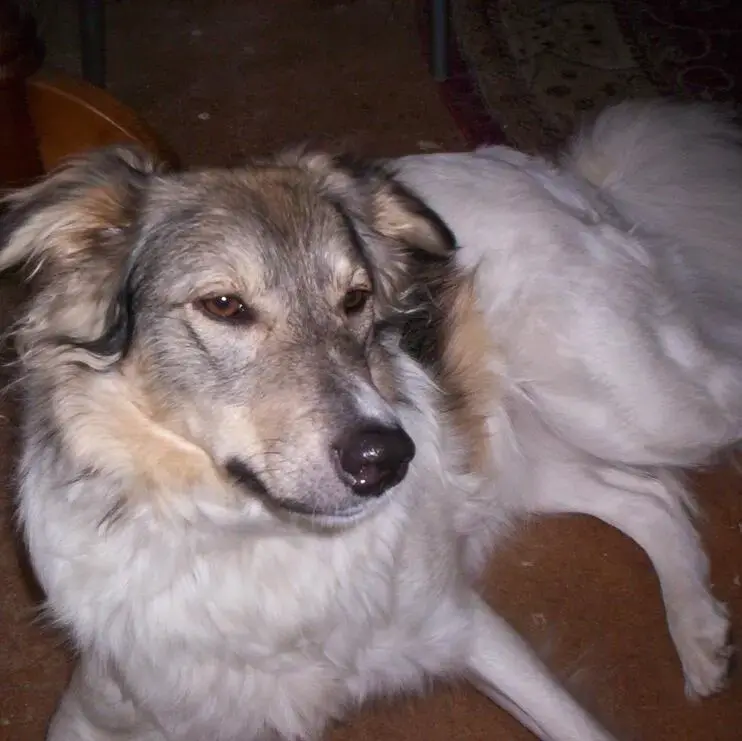 Collie (Rough)