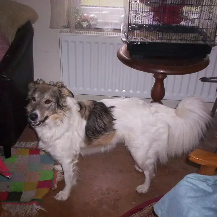Collie (Rough)