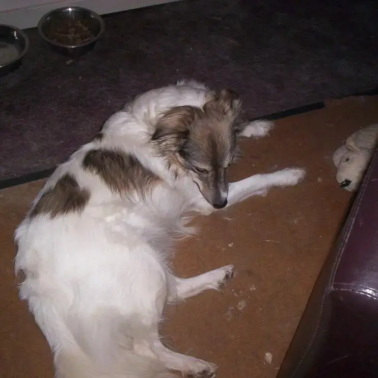Collie (Rough)
