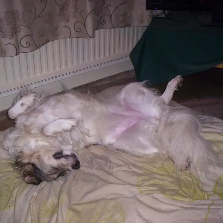 Collie (Rough)