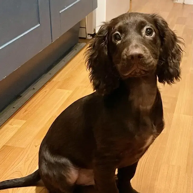 Cocker Spaniel (English)