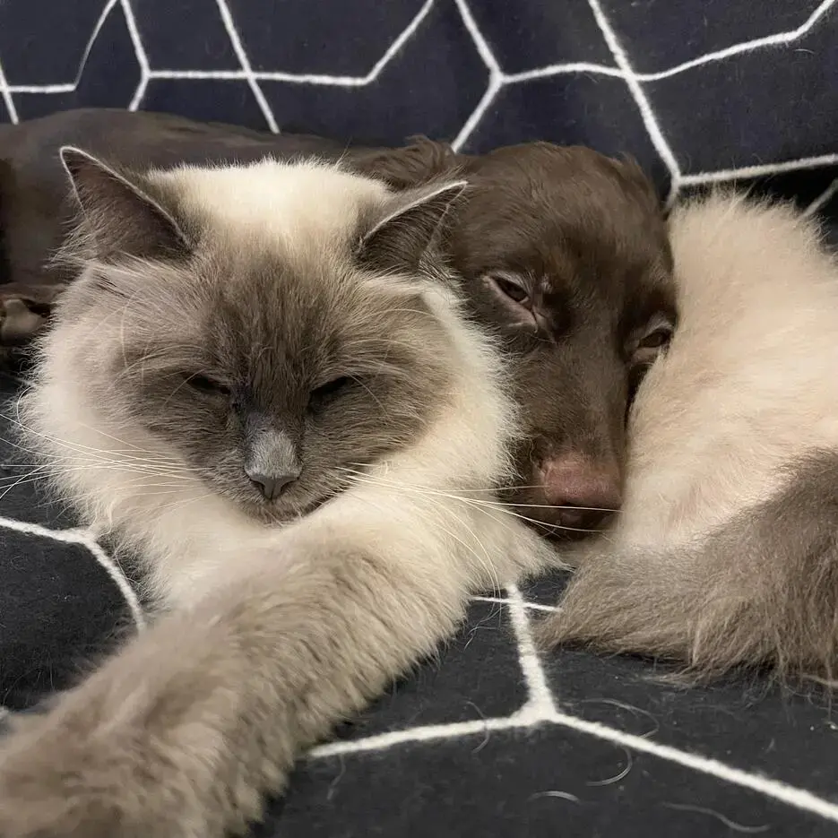 Cocker Spaniel (English)