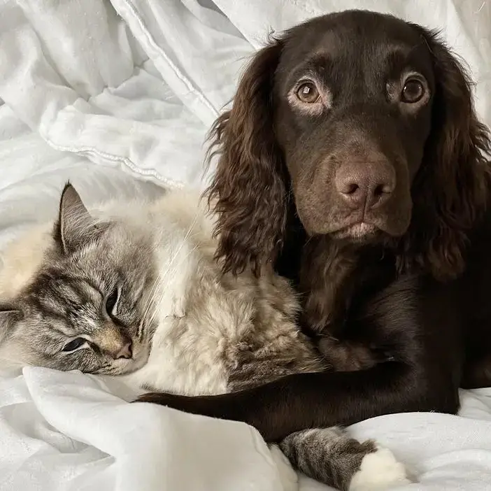 Cocker Spaniel (English)