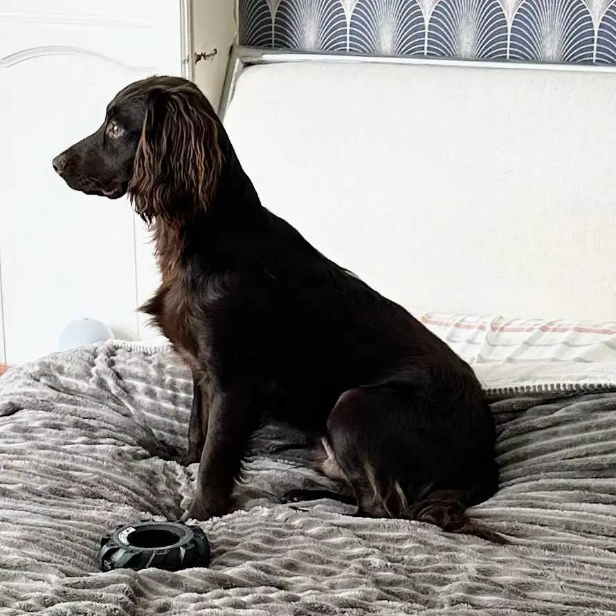 Cocker Spaniel (English)