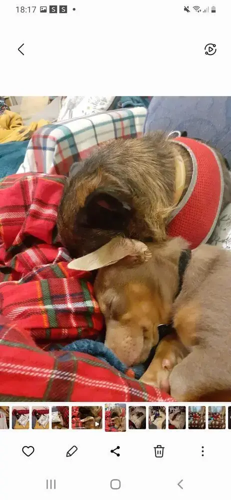 Dachshund (Smooth-Haired)