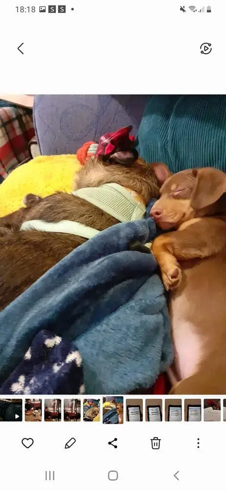 Dachshund (Smooth-Haired)