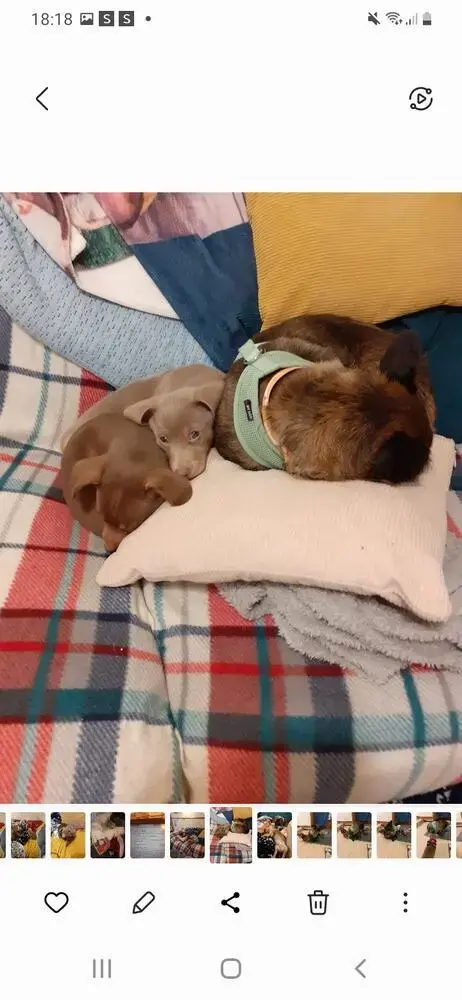 Dachshund (Smooth-Haired)