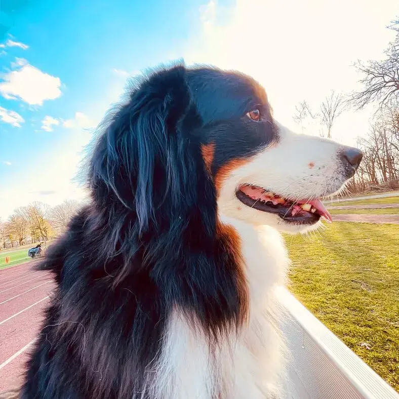 Bernese Mountain Dog