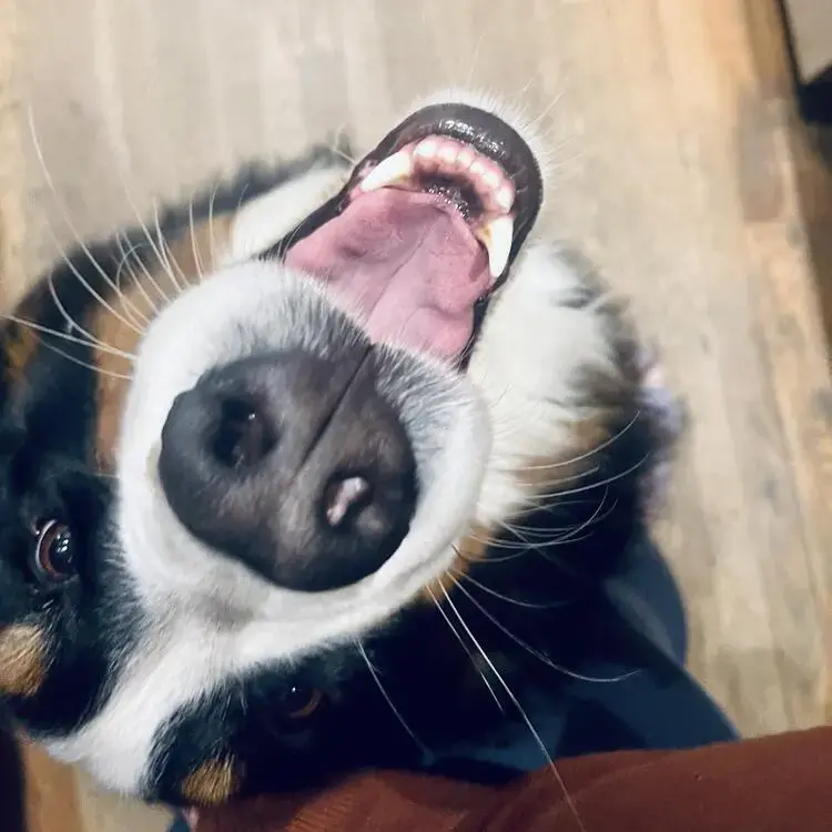 Bernese Mountain Dog