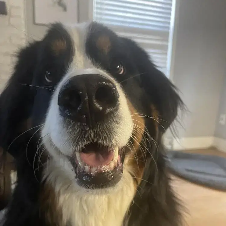 Bernese Mountain Dog