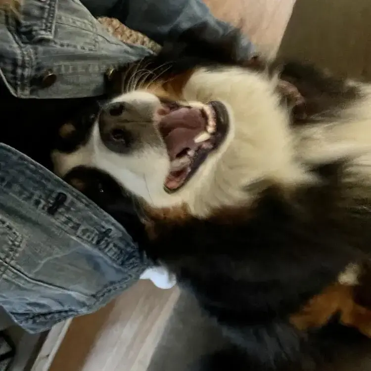 Bernese Mountain Dog