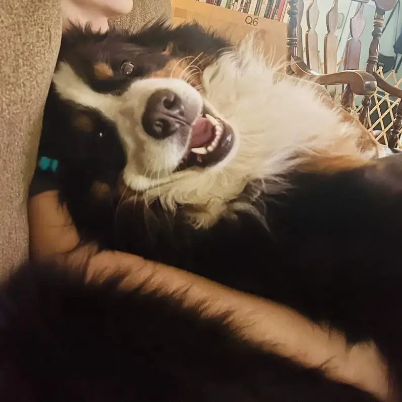 Bernese Mountain Dog