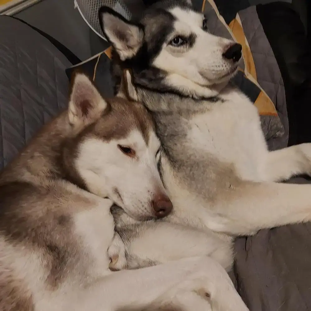 Siberian Husky