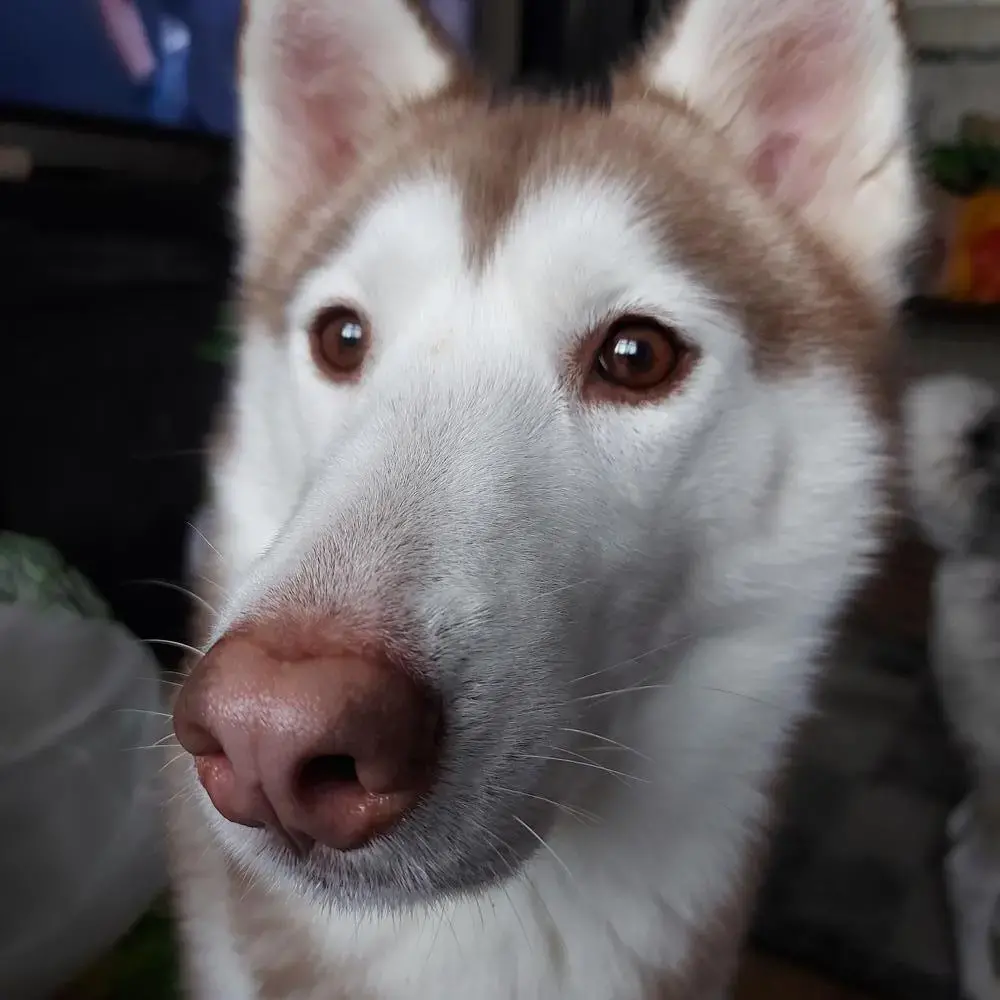 Siberian Husky