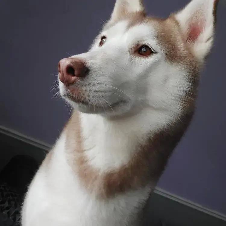 Siberian Husky
