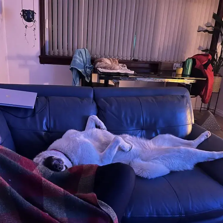 Japanese Akita