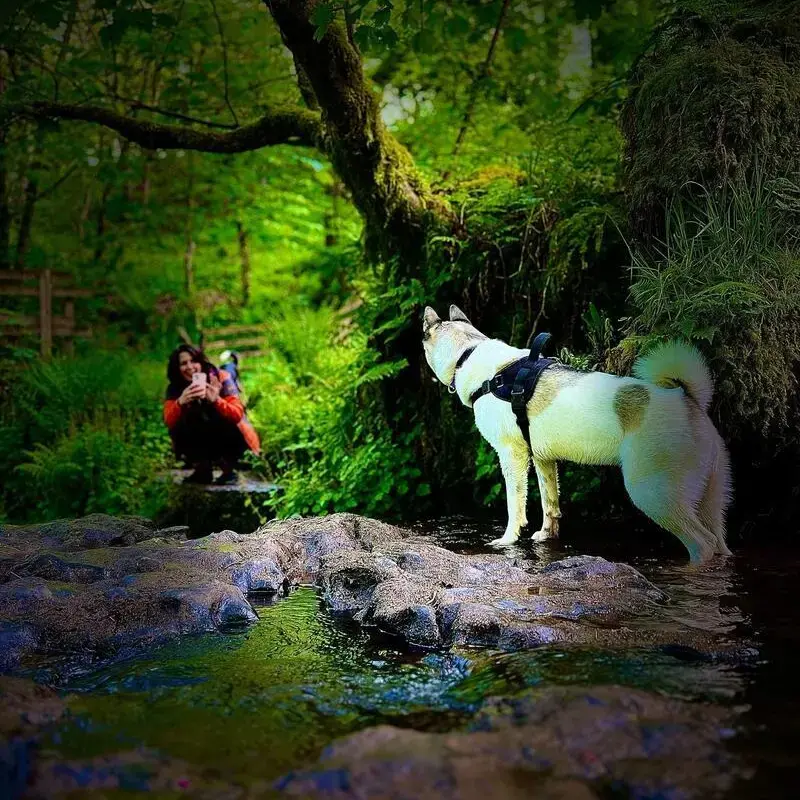 Japanese Akita