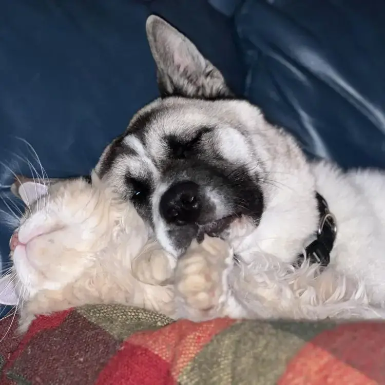Japanese Akita