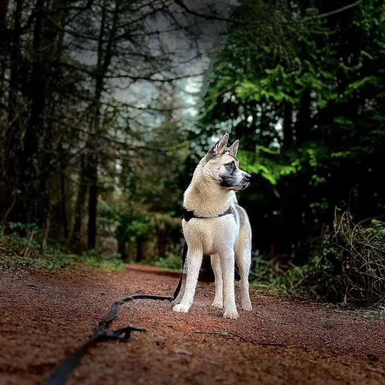 Japanese Akita