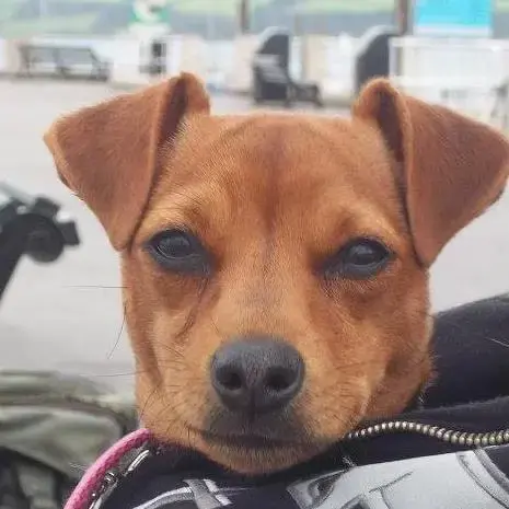 Jack Russell Terrier