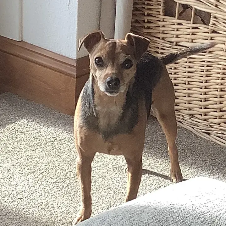 Jack Russell Terrier