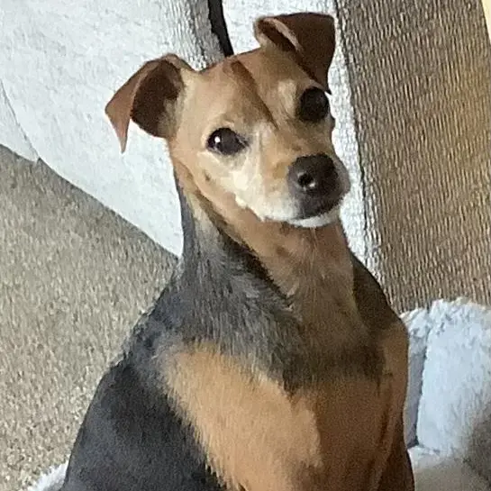 Jack Russell Terrier