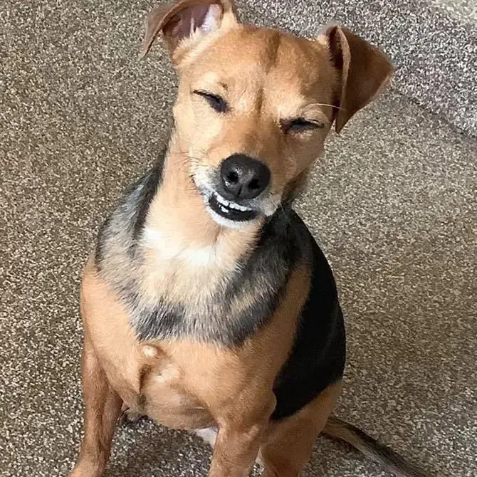 Jack Russell Terrier