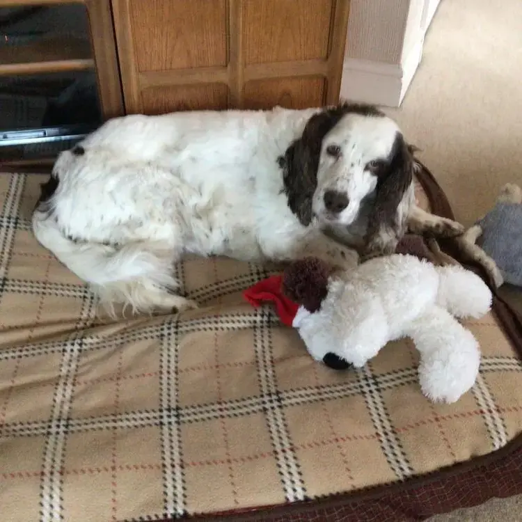 Cocker Spaniel (English)