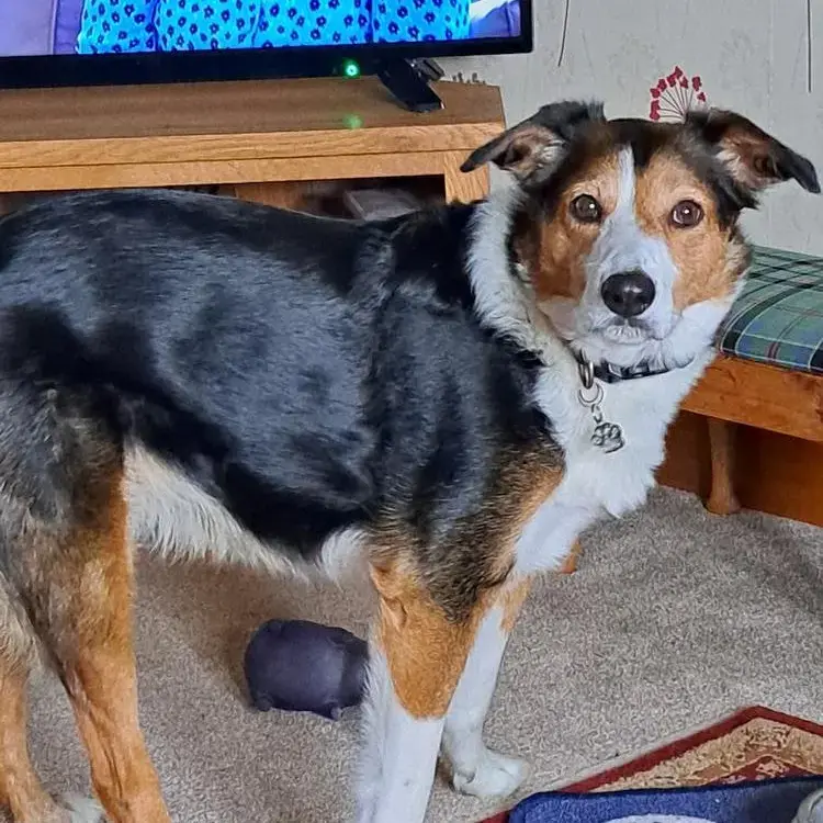 Border Collie