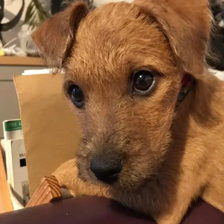Patterdale Terrier