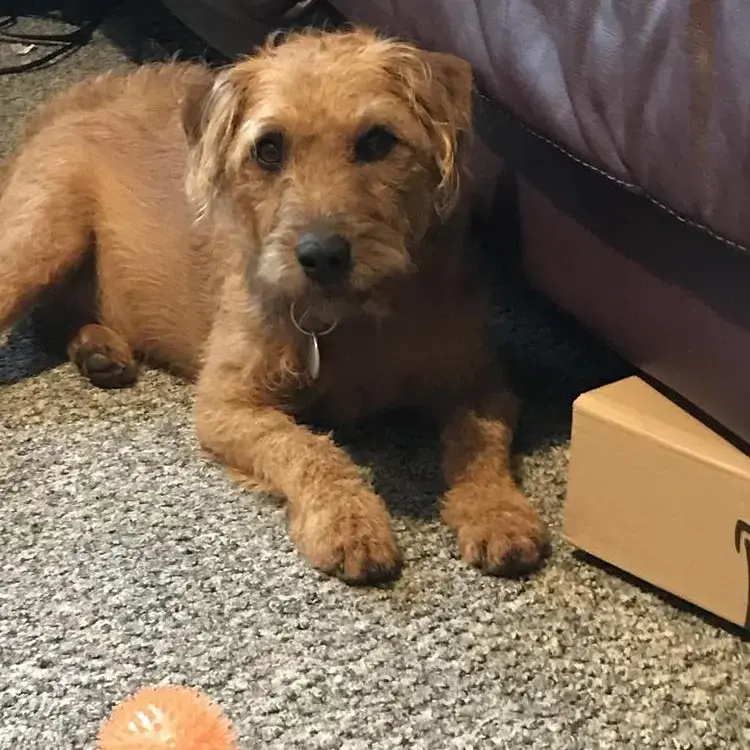 Patterdale Terrier
