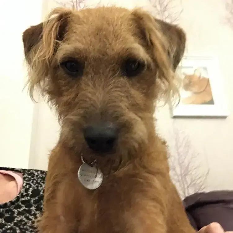 Patterdale Terrier