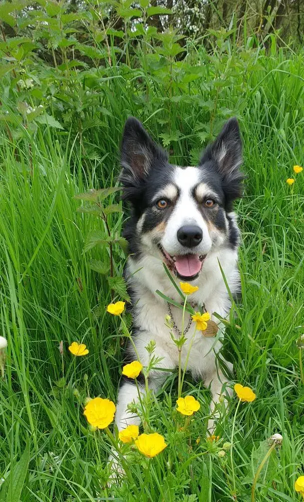 Border Collie