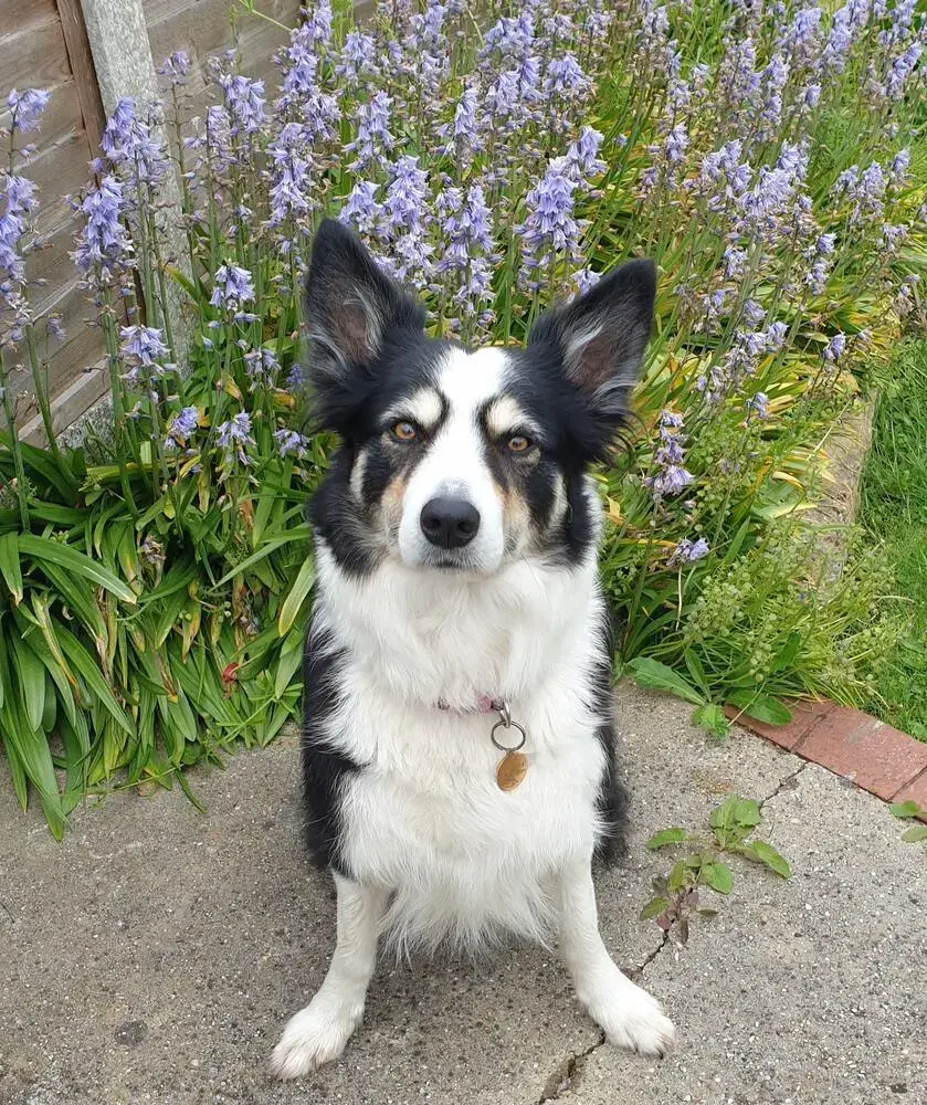 Border Collie