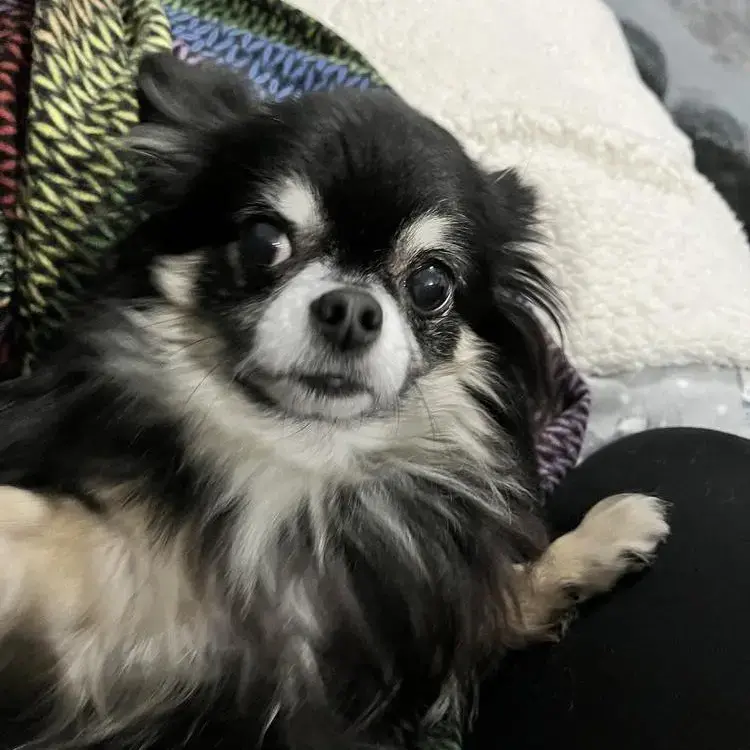 Chihuahua (Long Coat)