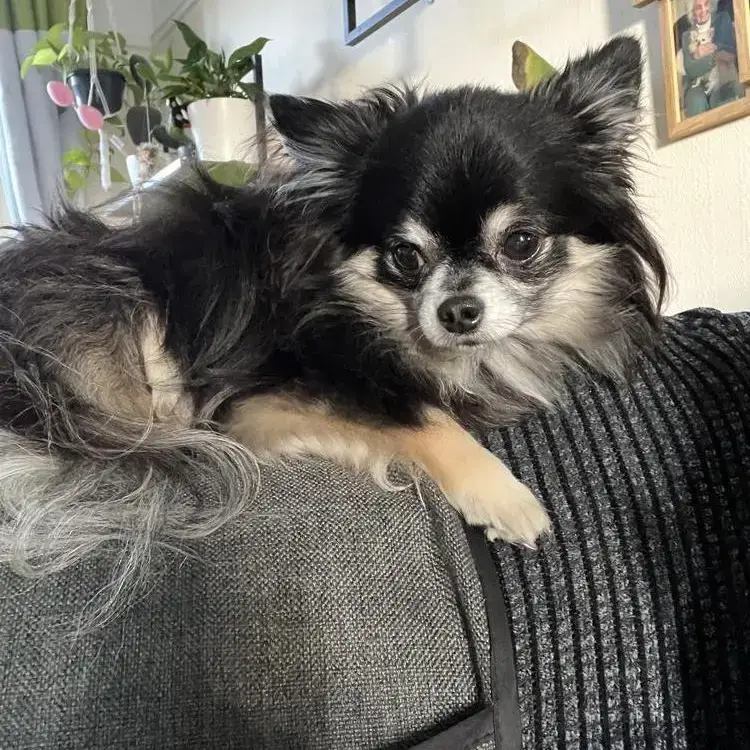 Chihuahua (Long Coat)