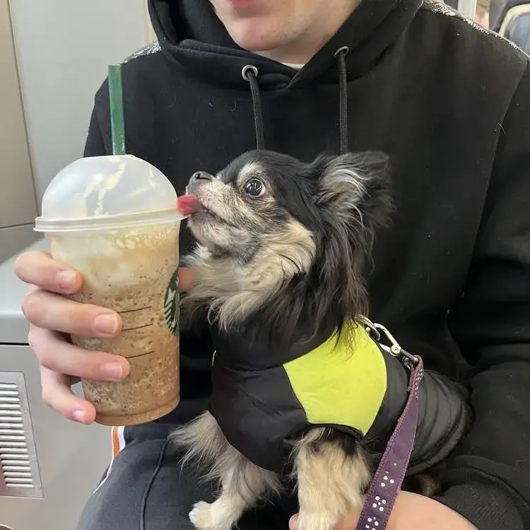 Chihuahua (Long Coat)