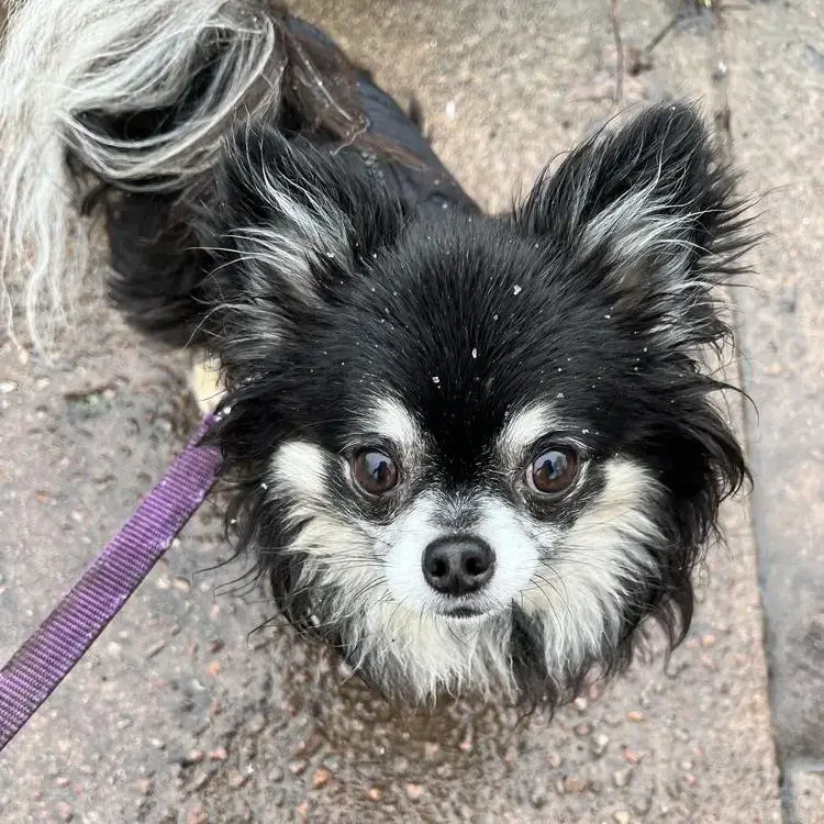 Chihuahua (Long Coat)