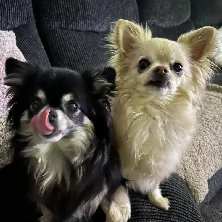 Chihuahua (Long Coat)