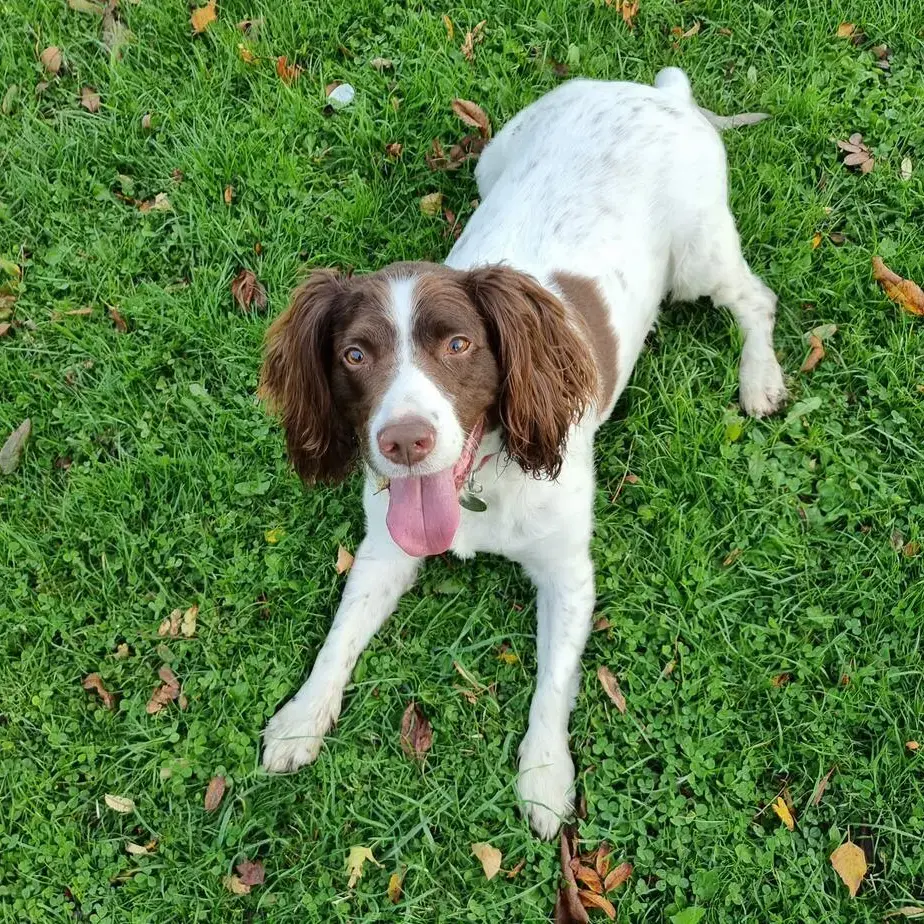English Springer Spaniel