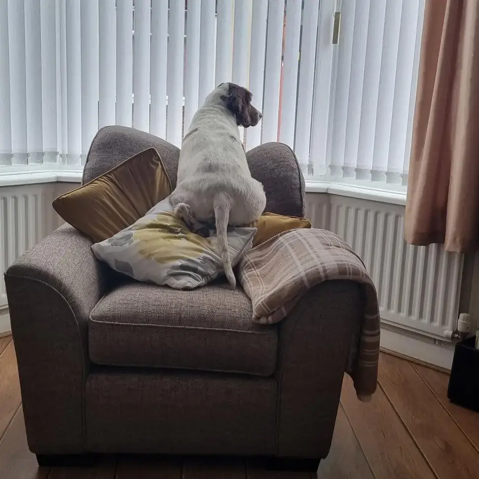 English Springer Spaniel