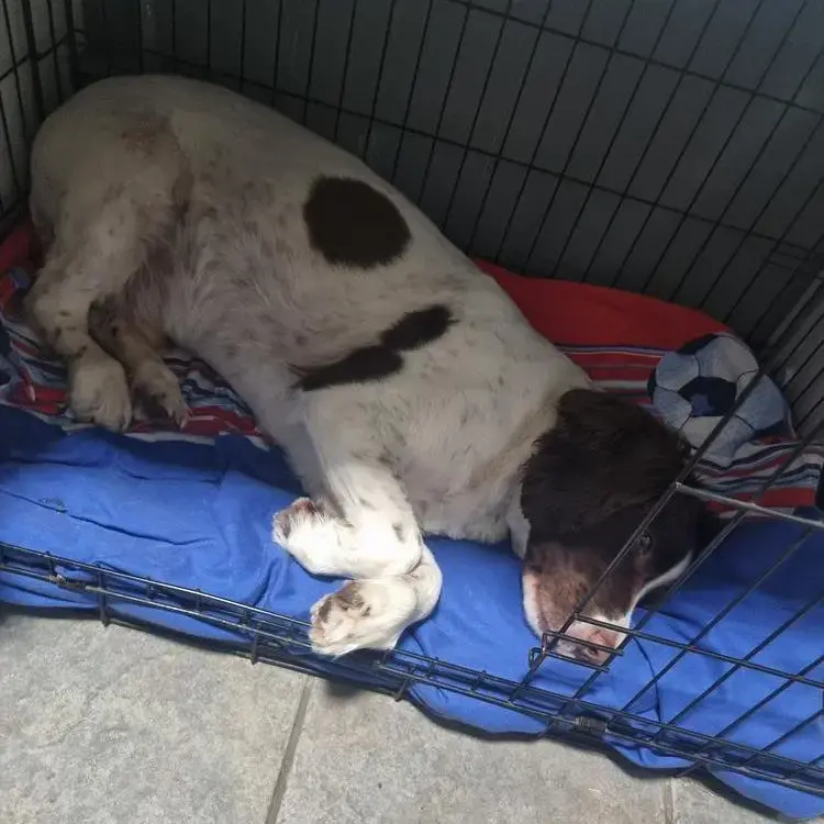 English Springer Spaniel
