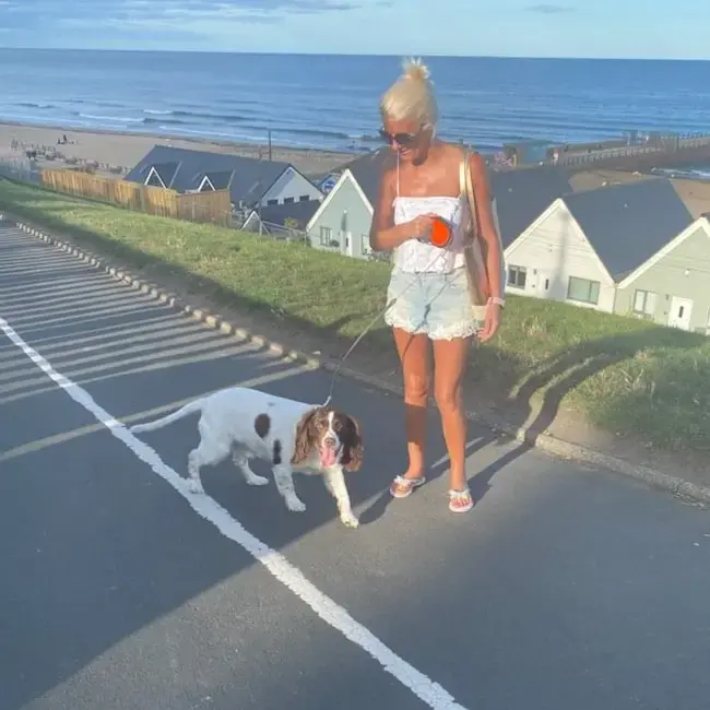 English Springer Spaniel